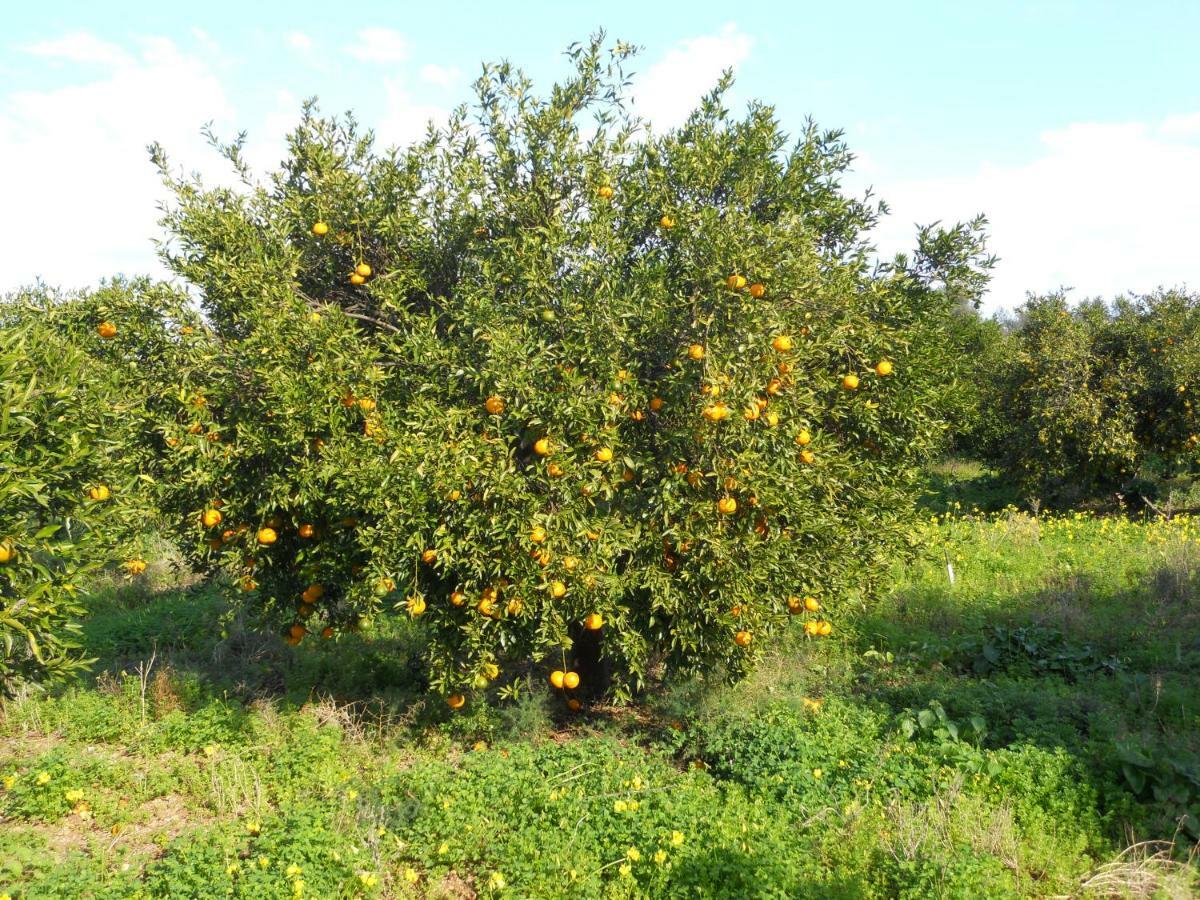 Tenuta Sperlinga - Il Campanile Villa Santa Flavia Eksteriør billede